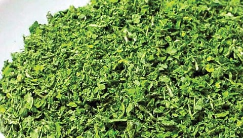 कसुरी मेथी मुळे रक्तातील साखर नियंत्रित ठेवण्यासाठी मिळते मदत