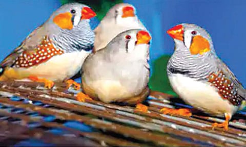 पक्ष्यांचे ‘ब्रेन सिग्नल्स’ वाचण्यात संशोधकांना यश