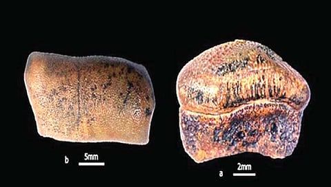 जैसलमेरच्या वाळवंटात सापडले लुप्त शार्क माशाचे दात!