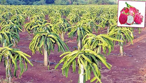 कमलम मध्ये आहे पोषक घटकांचे भांडार