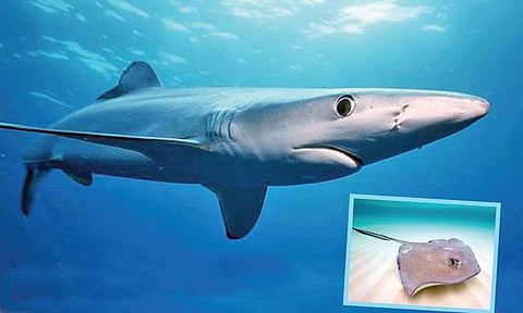 जगातील ४० टक्के शार्क आणि रे मासे नामशेष होण्याच्या मार्गावर