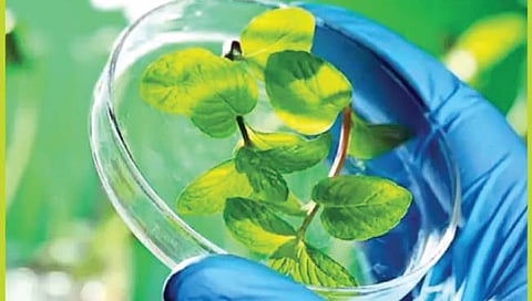 अमेरिकेत तयार होणार लस देणारी भाजी!