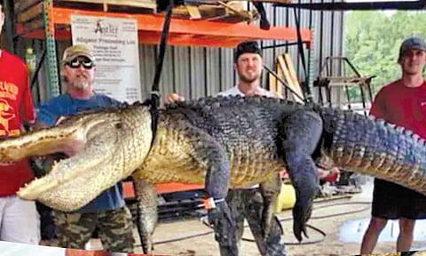 सोळा फूट मगरीच्या पोटात पाच हजार वर्षांपूर्वीची वस्तू