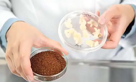 प्रयोगशाळेत तयार केली कृत्रिम कॉफी