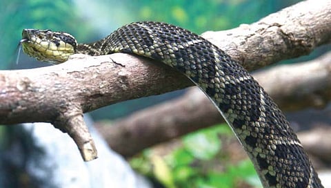 कोरोना वर सापाच्या विषापासूनही औषध?