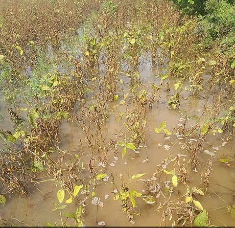 हिंगोली : अतिवृष्टीने हाहाकार! सोयाबीनला कोंब फुटले