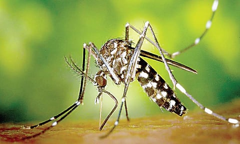 शास्त्रज्ञांनी विकसित केली डासांपासून बचाव करणारी अंगठी; जाणून घ्या काय खास आहे त्यात