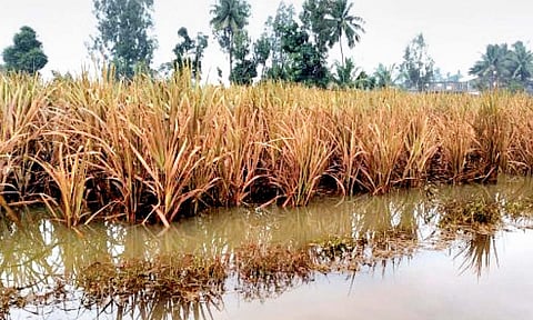 कोल्हापूर जिल्ह्यात आडसाली ऊस पाण्यात कुजला!