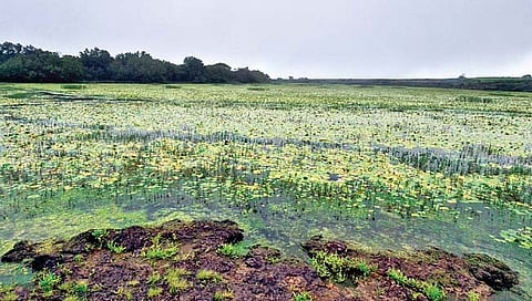 कासवरील फुलांचे जीवनमान बदलतेय!
