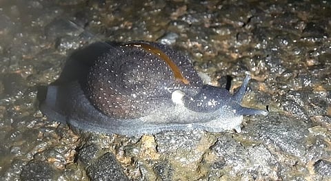 आंबोलीतील गोगलगाईची दुर्मिळ प्रजात गोव्यात आढळली