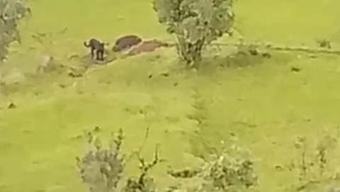 सातारा : पार कुमठे गावच्या हद्दीत ब्लॅक पँथर चे दर्शन, स्थानिकात घबराट