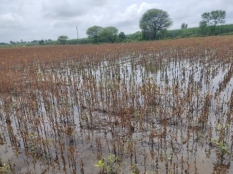 बीड : सोयाबीनचा हातातोंडाशी आलेला घास पावसाने हिरावला