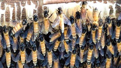 परागीकरण करणार्या कीटकांवरही प्रदूषणाचा दुष्परिणाम