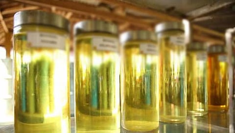 बायोडिझेल काळाबाजार