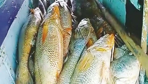 पालघरच्या मच्छिमाराला कोट्यधीश करणाऱ्या घोळ माशात काय आहे खास?