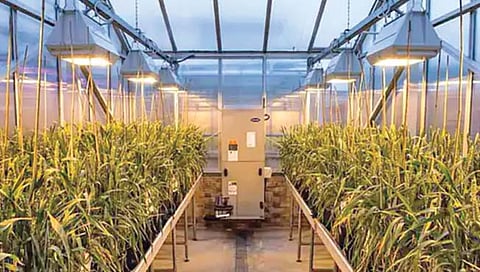 कर्करोगाचा धोका घटवणार्या गव्हाचे नवे वाण विकसित