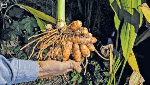 हळद लागवड कशी करावी?