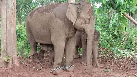 ताडोबा व्याघ्र प्रकल्पातील लक्ष्मी हत्तीणीने दिला पिलाला जन्म