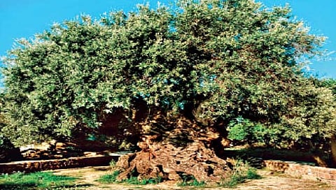 शास्त्रज्ञांनी उलगडले झाडांच्या विकासाचे गूढ