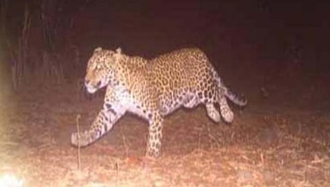 Leopard : चंदगड तालुक्यात घरबंद केलेला बिबट्या खिडकीचे गज वाकवून पळाला !