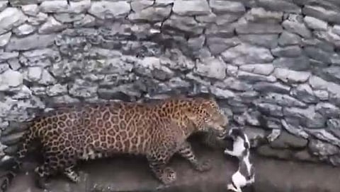 वाघाची 'मावशी' बिबट्यावर भारी!