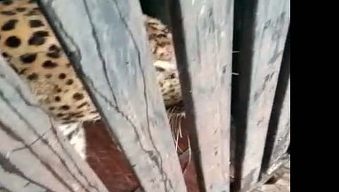 वडगाव पाटोळे येथे महिलेवर हल्ला करणारा बिबट्या जेरबंद