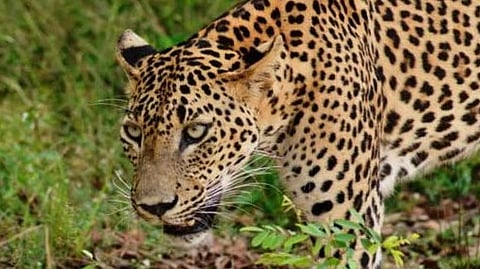 Sindhudurg leopard News