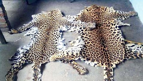 leopard skins : बिबट्याच्या कातडीची तस्करी; शिरोड्यातील तिघांना अटक