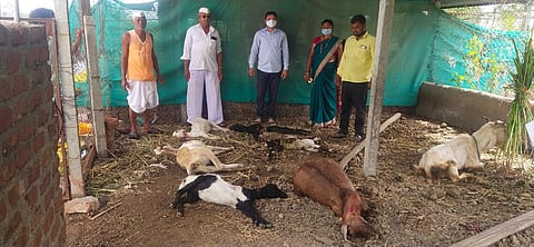 पुणे : लाखनगावात बिबट्याचा धुमाकूळ; हल्ल्यात ६ शेळ्या ठार