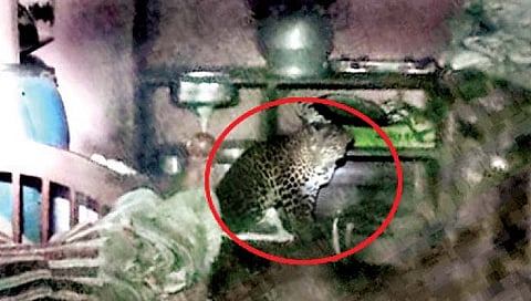 चंदगड ः बांद्राईवाडा येथे लांबोर यांच्या घरात शिरलेला बिबट्या.