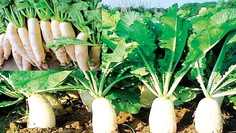 मुळा पिकाची बारमाही लागवड करा