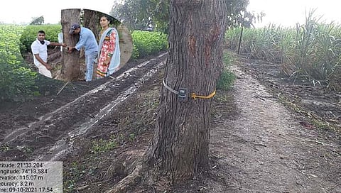 नंदुरबार : पिंजऱ्यात येईना कॅमेऱ्यातही दिसेना; तरी सिंह दिसल्याचा दावा सुरुच