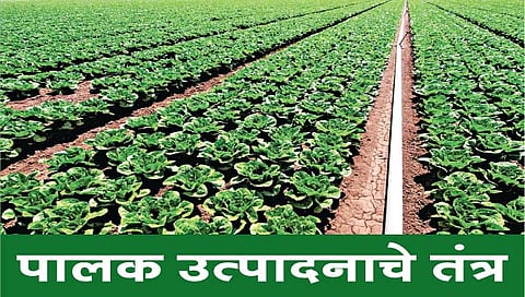 पालक उत्पादनाचे तंत्र : पालकाची फायदेशीर शेती कशी करावी?