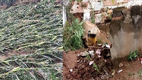 गुलाब चक्रीवादळ! नंदुरबारमध्ये हजारो हेक्टरवर पिकांची नासाडी