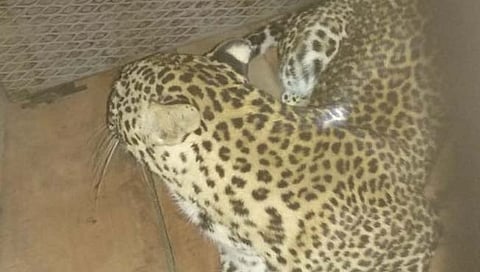 राजुरी येथे बालकावर हल्ला करणारा बिबट्या जेरबंद