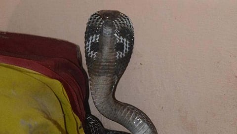 Snake Bites : दोन तास विळखा घातलेल्या सापाचा चिमुकलीला दंश, वर्धा जिल्ह्यातील घटना