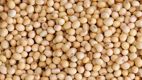 सोयाबीन दर : तुम्ही आयपीएल बघा, आमचा बाप तर मरणारच आहे…(ब्लॉग)