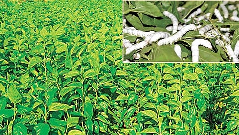 तुतीची लागवड आणि संगोपन