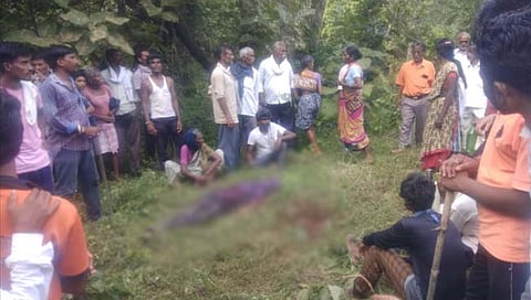 चंद्रपूर : पट्टेदार वाघाच्या हल्ल्यात गुराखी ठार