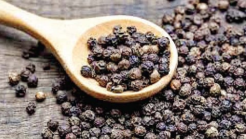 Black pepper : शेतकर्यांना आधार काळी मिरीचा