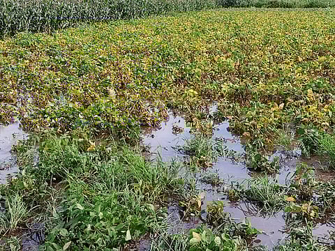 निफाड- पाण्यावर तरंगत असलेलं सोयाबीन पीक....