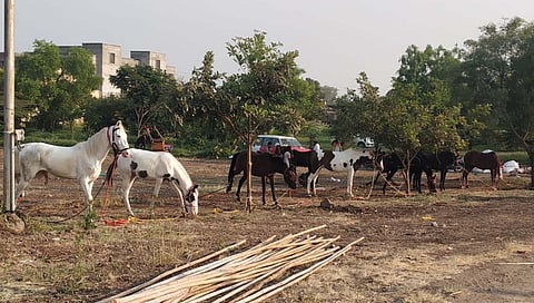 सांगली ः बेलगाम घोड्यांच्या टाचेला लगाम कधी?