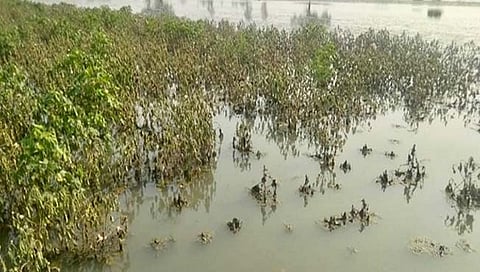 Solapur rain: पावसामुळे जिल्ह्यातील ७० हजार हेक्टरवर पिके पाण्यात