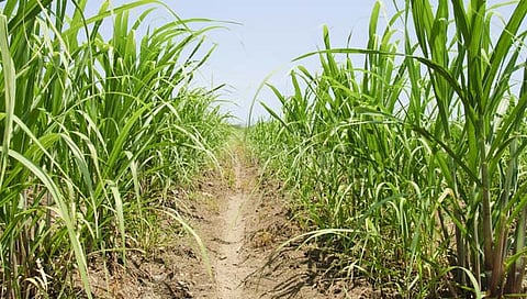 विवाहित महिलेला शेतात जात असताना ऊसात ओढून जबरदस्तीचा प्रयत्न