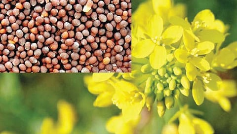 Mustard crop – पिकपाणी : मोहरी पीक घेताना काय काळजी घ्यावी? शेतीविषयक विशेष लेख