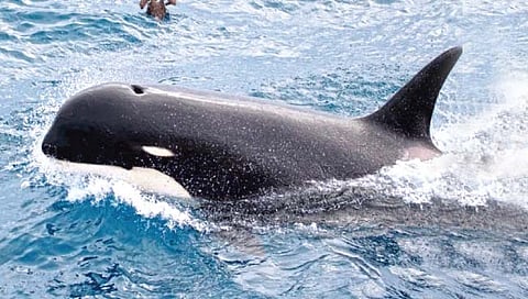 अटलांटिक महासागरात आढळली किलर व्हेलची नवी प्रजाती