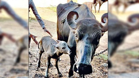 भारतात आयव्हीएफ तंत्रातून बन्नी म्हशी चे पहिलेच रेडकू