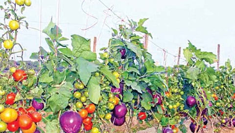 ब्रिमॅटो या एकाच झाडाला लागली वांगी आणि टोमॅटो!