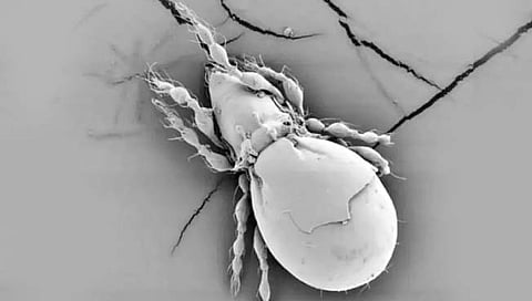 ओप्पीला नोव्हा नावाच्या किड्याचे प्रजनन जोडीदाराशिवायच