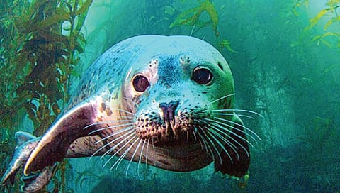 बर्ड फ्लूचा संसर्ग सागरी जीवांनाही होऊ शकतो